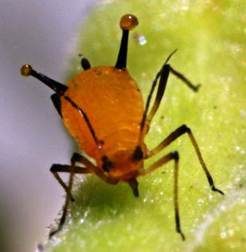 Aphid excreting defensive fluid from the cornicles